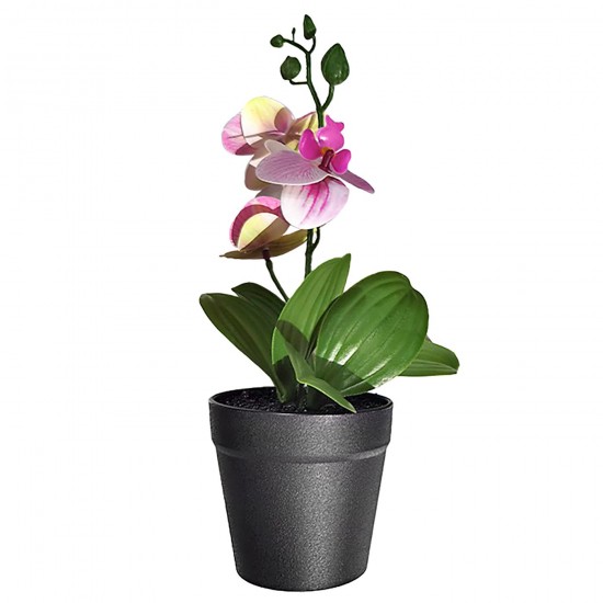 ΓΛΑΣΤΡΑΚΙ ΜΑΥΡΟ ΠΛΑΣΤΙΚΟ ΜΕ ΧΩΜΑ & ΤΟΥΛΙΠΕΣ 27x8cm Homie 423037