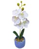 Γλαστράκι Ορχιδέες με Χώμα & Βότσαλα 34cm Homie 423122